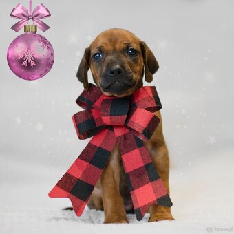 Rhodesian Ridgeback z rodowodem - 7
