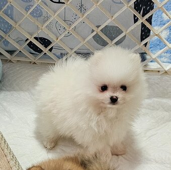 Szpic Miniaturowy Pomeranian - 7