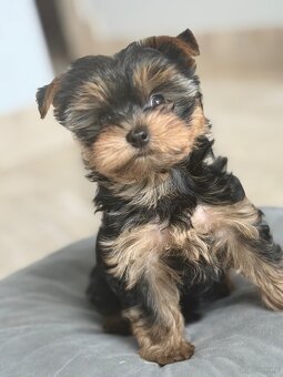 Yorkshire terrier - 7
