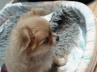 Chihuahua Długowłosa Maleńka Dziewczynka - 7