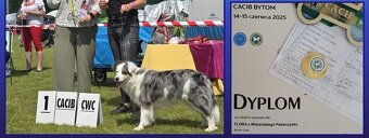 Border Collie FCI /ZKwP - 7