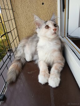 Maine coon - 7