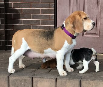 Beagle / Bigle - szczenięta rodowód ZKwP / FCI po Champion. - 7