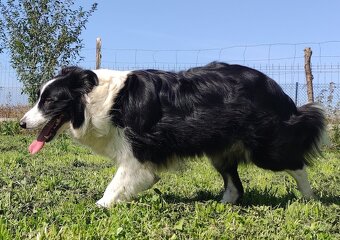 Rasowy pies, szczenię Border Collie z Hodowli, pełna dok. - 7