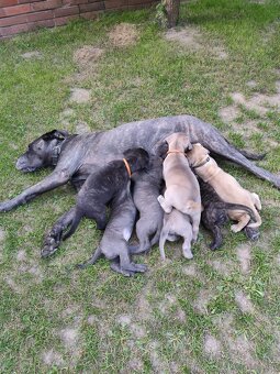 Cane Corso - Psy i suczki - do odbioru - z metrykami, ojciec - 7