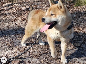 Shiba Inu - najstarszy w miocie czerwony piesek - 7