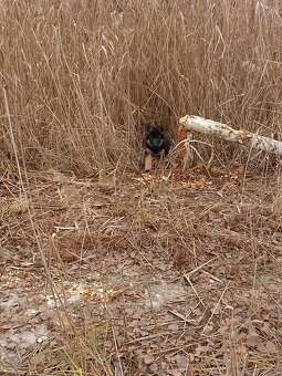 Owczarek niemiecki długowłosy - 7