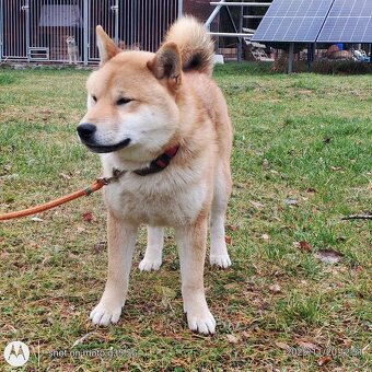 Shiba Inu, czerwony piesek mocno czernią przyprószony - 7