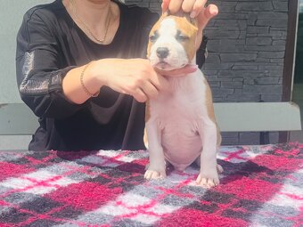 Szczenięta amstaff - 7