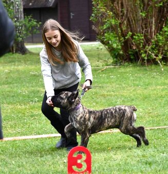 Boerboel - Szczeniak s rodowod FCI - 7
