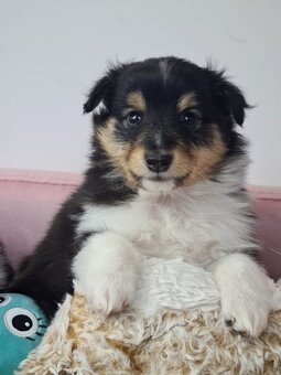 Owczarek szetlandzki sheltie - 7