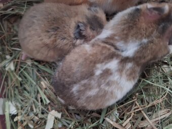 Chomiki Syryjskie 4 tygodniowe - 7