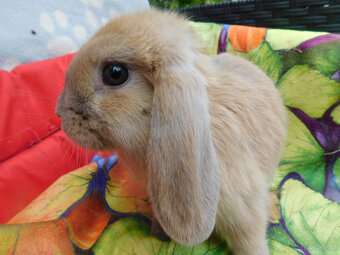 Niebieskie baranki mini lop - 7