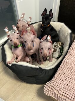 Peruwiański Pies bezwłosy - OSTATNI WOLNY PIES - 7