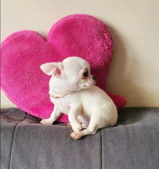 Chihuahua śliczne białe pieski - 7