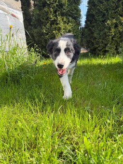 Piesek Border Collie - 7