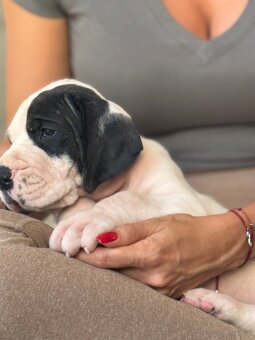 Szczenięta doga niemieckiego, dog niemiecki - 7