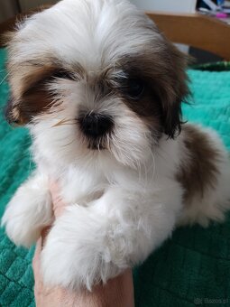 Suczka Shih-tzu - 7