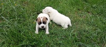 Jack Russell terrier - 7