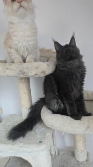 Maine coon - 7