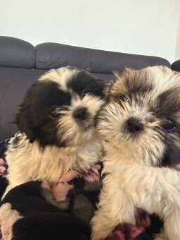 Shih tzu szukają domku - 7