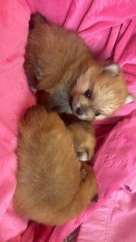 Pomeranian Miniaturowy - 7