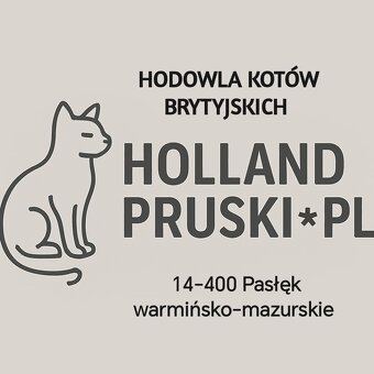 Zapraszam do rezerwacji kotka brytyjskiego - 7