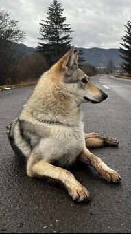 Czechosłowacki wilczak - 7