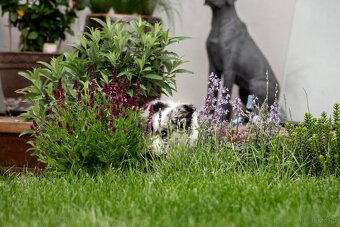 Border Collie szczenię piesek merle ZKwP FCI z metryki gotow - 7