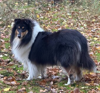 Owczarek Szkocki Długowłosy - 7