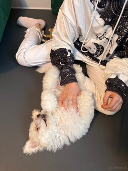 Bichon Frise, szczeniak. FCI - 7