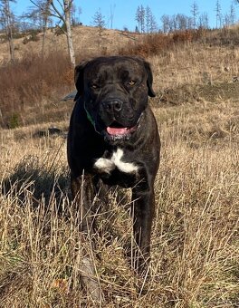 Boerboel FCI rodowod - 7