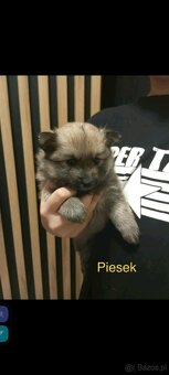 Szpice miniaturowe - 7