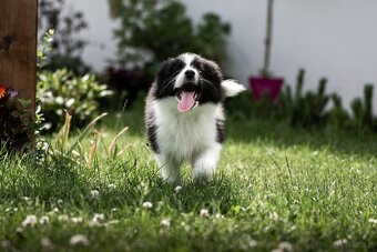 Border collie suczka czarno-biała ZKwP FCI z metryki szczeni - 7
