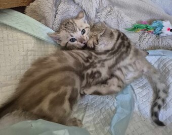 Bengals koty - 7