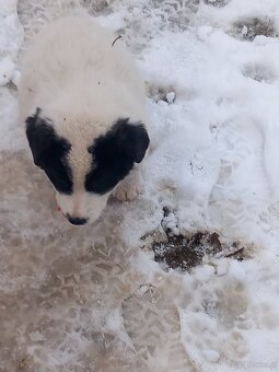 Owczarek środkowoazjatycki - 7