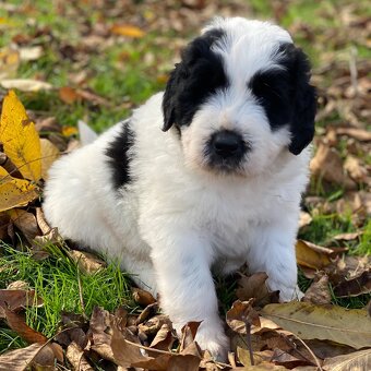 Owczarek Rumuński Mioritic Szczenięta - 7