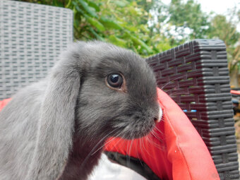 Niebieskie baranki mini lop - 7