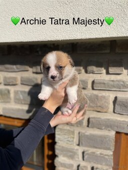 Szczenięta Welsh Corgi Pembroke - Tatra Majesty - 7