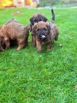 Briard szczeniak suczki - 7