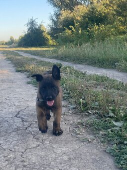 Owczarek Belgijski Malinois Szczeniak - 7