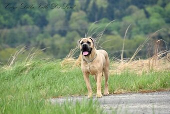 Cane Corso z rodowodem FCI - 7