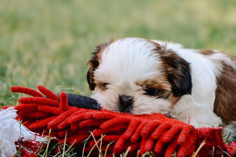 Shih tzu - 7