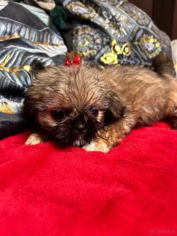 Szczeniaczki Shih Tzu - 7