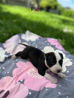 Masywne szczeniaki amstaff - 7