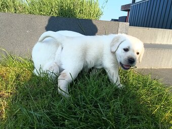 Szczeniaczki Labrador retriever - 7