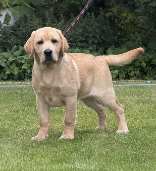 Labrador biszkoptowe szczenięta-psy FCI - 7