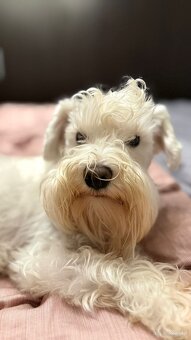 Schnauzer miniatúrne white - 7