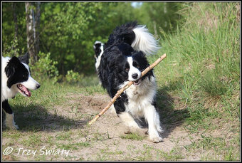 psy szczeniaki Border Collie ZKwP FCI - 7