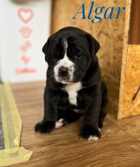 Buldog Staroangielsky - Old English Bulldog - 7